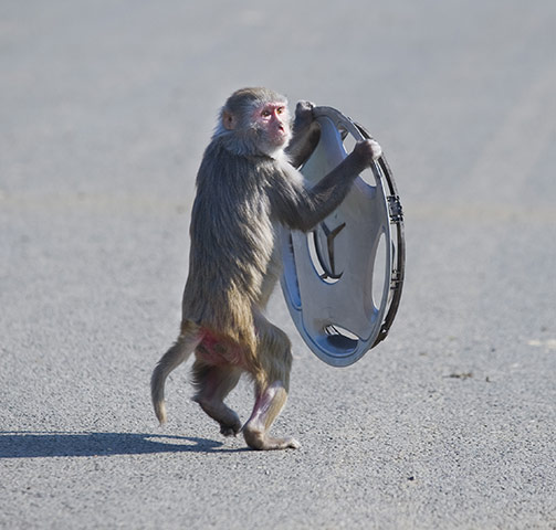 Mercedes-Benz, Volkswagen, BMW Dragged in Animal Cruelty Controversy